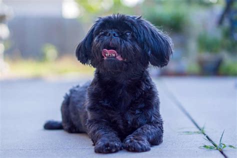 shih tzu preto é raro